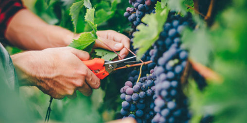 What The Grapevine Teaches Us About Spiritual Growth