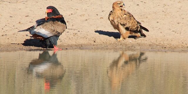 Eagle,,Bateleur,And,Tawny,-,Wild,Raptors,From,Africa,-